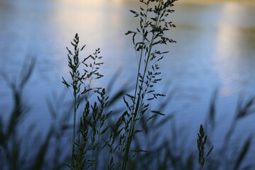 Silhouette of grass by a lakeshore at sunset