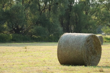 Round hay bale on a sunny meadow