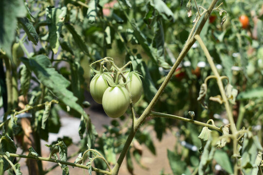 Tomato plant with young green tomatoes growing in the soil in summer. Concept of the farming and gardening. Cultivating tomatoes in garden, at home or in greenhouse. Growing own herbs and vegetables.