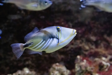 Fototapeta premium The lagoon triggerfish, Rhinecanthus aculeatus, live on flat areas of the reef