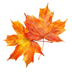 Obraz premium Autumn Maple Leaves Closeup, Fall Season, Isolated, Design Element
