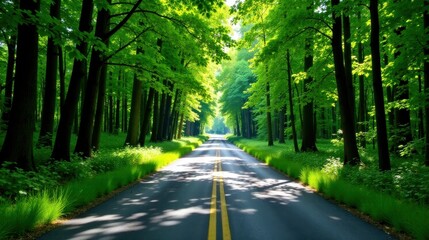 Fototapeta premium Serene Forest Road A sunlit asphalt path through a lush green canopy of trees, bordered by vibrant grass, offering a tranquil and scenic drive.
