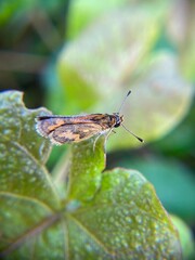 Macro shot of a Potanthus omaha butterfly resting on a green leaf, with a soft blurred natural background.