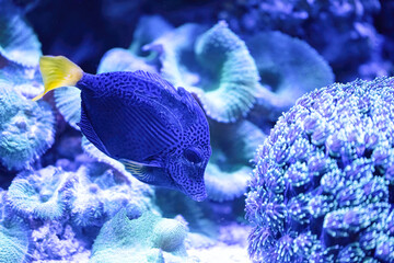 Fototapeta premium The Red Sea sailfin tang, Zebrasoma desjardinii, is found in the Indian Ocean.