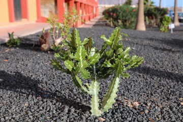Euphorbia lactea spurge species in garden