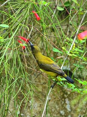 A male olive-backed sunbird