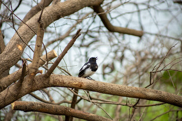 Oriental Magpie Robin bird perch on dry branch