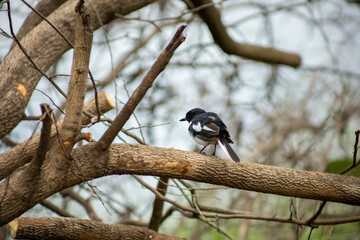 Oriental Magpie Robin bird perch on dry branch