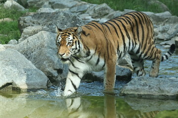 tiger