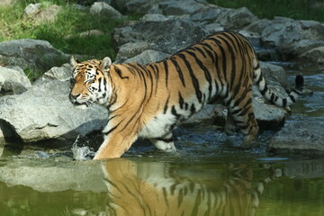 tiger
