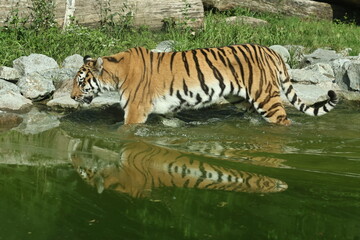 Fototapeta premium tiger