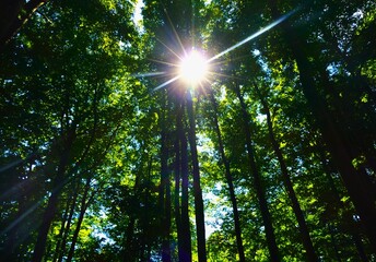 Green forest with tall trees and bright sun rays on  a lovely bright day in nature 