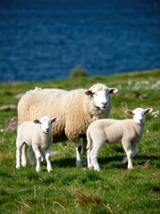Sheep and lambs grazing by coastal waters nature scene pastoral landscape serene environment close-up view