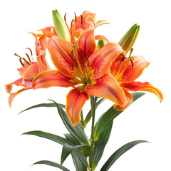 Obraz premium Orange lilies bouquet, studio shot, black background, floral arrangement, website design