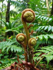 Fern growth in tropical rainforest nature photography vibrant green environment close-up view plant concept