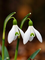 Obraz premium Delicate snowdrop flowers blooming in a tranquil forest nature photography close-up view spring concept