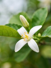 Naklejka premium Delicate white flower blossoming in lush green environment nature photography close-up view serenity concept