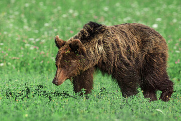 A brown bear walking through an alfalfa field
