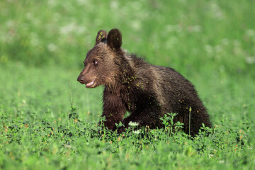 A brown bear cub walking through an alfalfa field