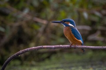 Close-up of an adult Common Kingfisher perched on a thin branch above the water toward the camera lens, with green bushes in the background on a cloudy summer day.