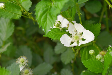Blackberry flowers blooming in the garden, Beautiful in spring bloom garden. Blackberry bush with white flowers, Blossoming blackberry bush and bee, sunny spring day, Chakwal, Punjab, Pakistan