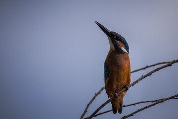 Close-up of an adult Common kingfisher perched on a thin branch toward the camera lens against a blue-grey sky on a cloudy summer day.	