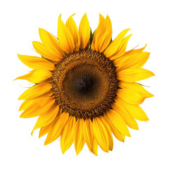 Obraz premium Vibrant Sunflower Close-up, Garden Bloom, Summer Day