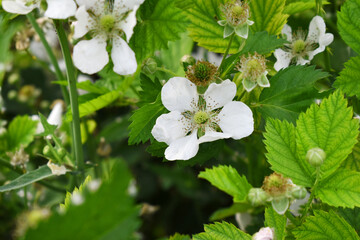 Blackberry flowers blooming in the garden, Beautiful in spring bloom garden. Blackberry bush with white flowers, Blossoming blackberry bush and bee, sunny spring day, Chakwal, Punjab, Pakistan