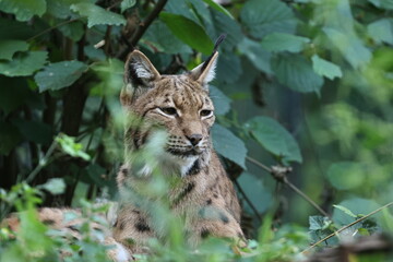 luchs