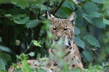 luchs