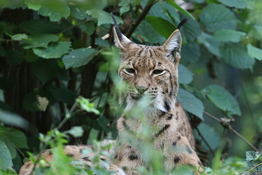 รูปภาพLuchs – เลือกดูภาพถ่ายสต็อก เวกเตอร์ และวิดีโอ6,344 | Adobe Stock