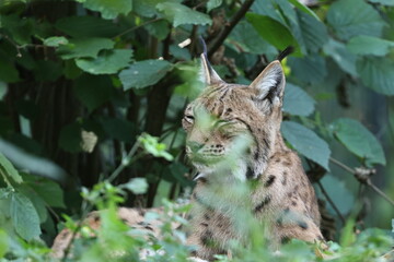 luchs