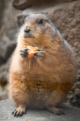 Foto wurde im Hannover-Zoo gemacht.