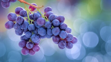 A ripe cluster of red grapes hangs from a vine, glistening with dew drops against a softly blurred background, symbolizing harvest and fresh flavor