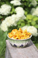 Freshly picked orange chanterelle mushrooms from the forest in a green ceramic bowl, outdoor. Selective focus on some mushrooms. 