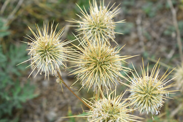 Echinops sphaerocephalus, Echinops sphaerocephalus known as Great Globe Thistle or Pale Globe Thistle, A summer plant in the wild in a meadow, Wild flower with thorns and spines bloomed