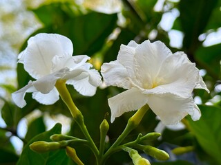Obraz premium Two delicate crape jasmine blossoms showing pure white petals against a vibrant green backdrop