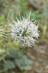 Fototapeta premium Echinops sphaerocephalus, Echinops sphaerocephalus known as Great Globe Thistle or Pale Globe Thistle, A summer plant in the wild in a meadow, Wild flower with thorns and spines bloomed