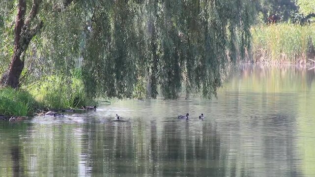 Ukraine. Zhytomyr region. Lake shore. Autumn. 21.09.2024