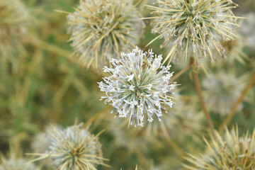 Echinops sphaerocephalus, Echinops sphaerocephalus known as Great Globe Thistle or Pale Globe Thistle, A summer plant in the wild in a meadow, Wild flower with thorns and spines bloomed
