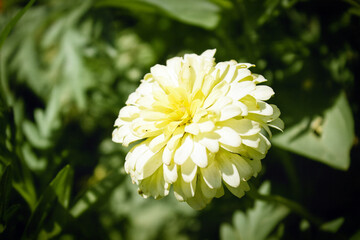 Close-up of pale yellow zinnia flower in full bloom with green foliage background in natural sunlight