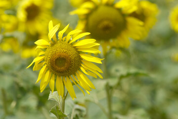 Fototapeta premium Closeup of a sunflower growing in a field of sunflowers during a nice sunny summer day, Sunflower natural background. flower blooming, Beautiful field of blooming sunflowers, Chakwal, Punjab, Pakistan