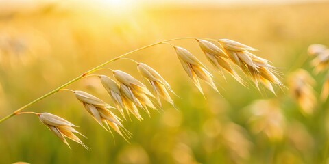 Fototapeta premium A delicate wild oat grain in focus, with soft blurring of surrounding environment, grassland, close-up, grassland