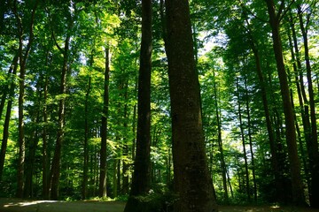 Green forest with tall trees and bright sun rays
