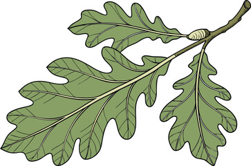 Realistic leaf illustration with detailed veins. Detailed leaf artwork for nature themes. Lifelike leaf drawing in natural style. High quality leaf design for botanical projects. Stunning leaf image