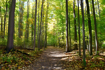 Peaceful forest trail path surrounded by tall green trees and sunlight through foliage autumn season nature landscape relaxing walk
