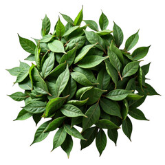 Fototapeta premium Lush green leaves arranged beautifully against a deep transparent background botanical artwork