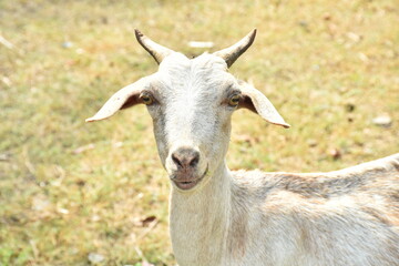 Cute White Goat Gazing at the Camera in a Meadow
