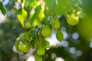 green pear fruit on a tree branch with leaves