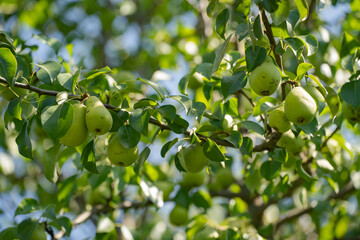 green pear fruit on a tree branch with leaves